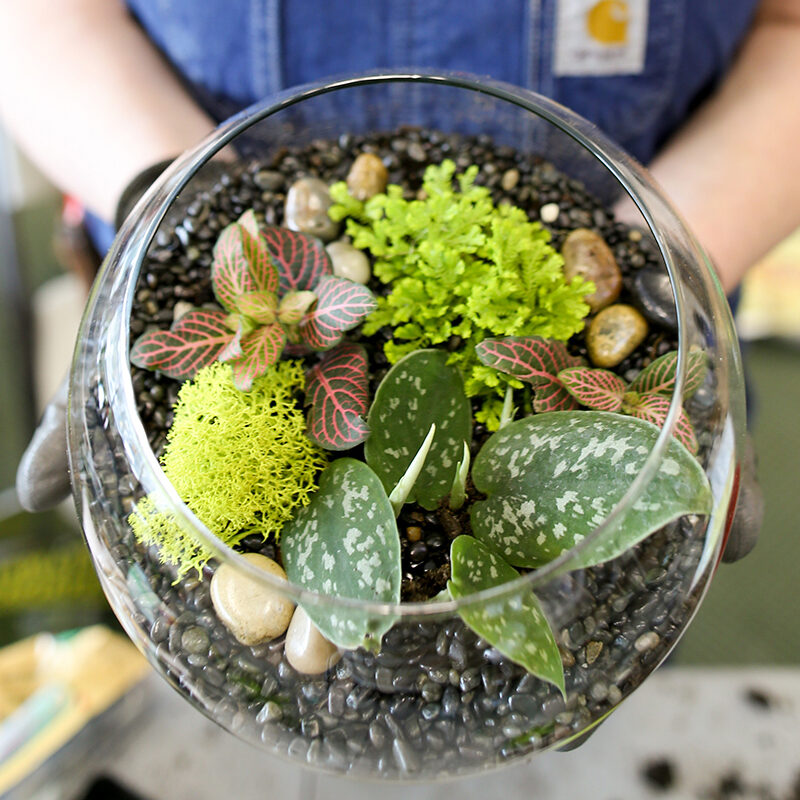 Zen & Tonic: A Sip & Make Terrarium Workshop