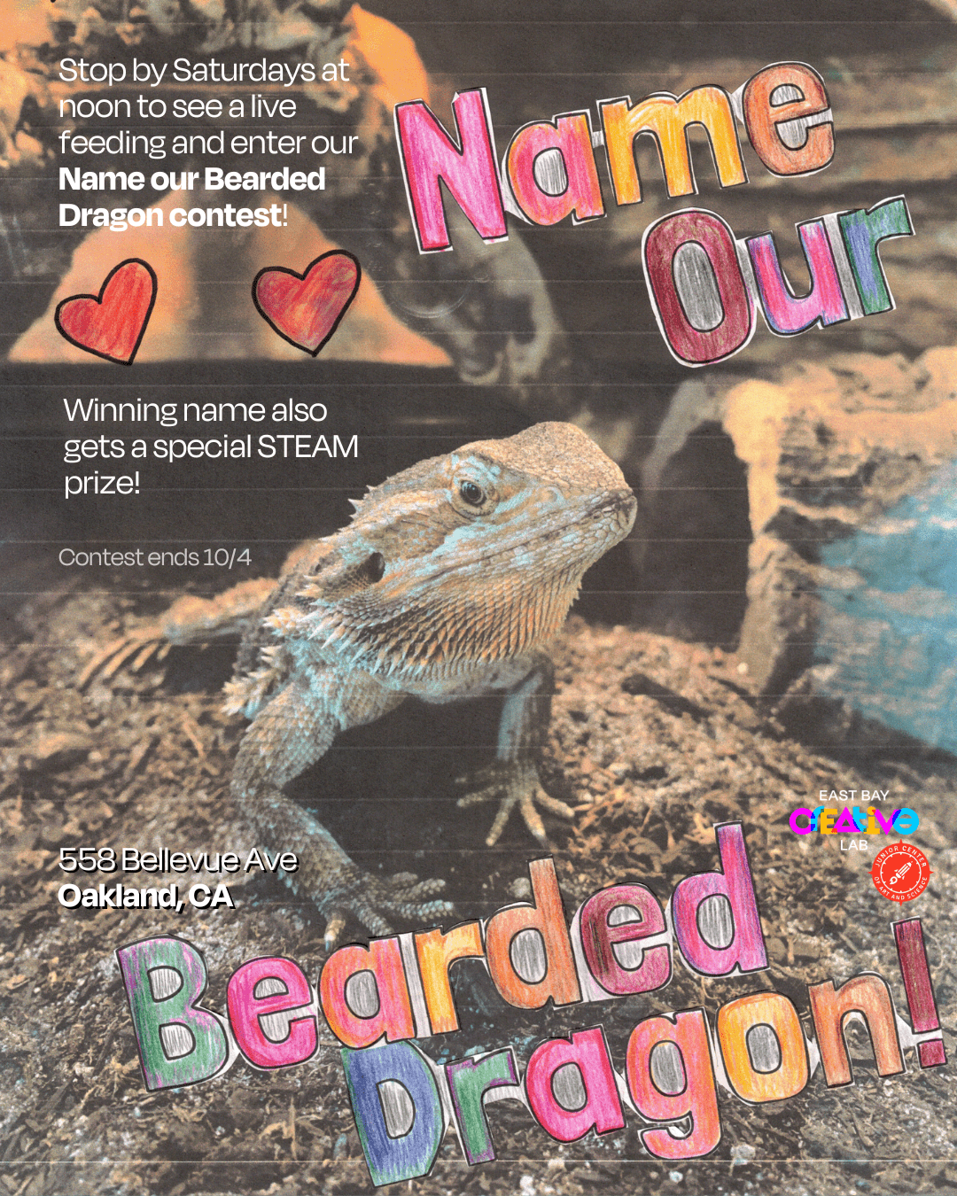 Name our Bearded Dragon Contest 2025 IG