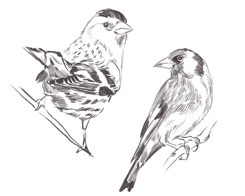 Bird sketches (1350 x 1080 px)